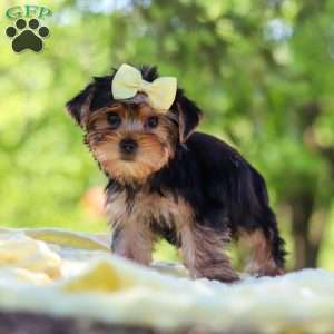 Miley, Yorkie Puppy